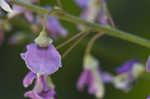 Nakedflower ticktrefoil